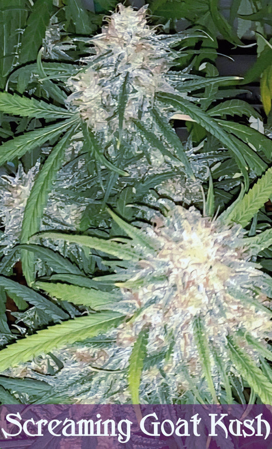 Screaming Goat Kush