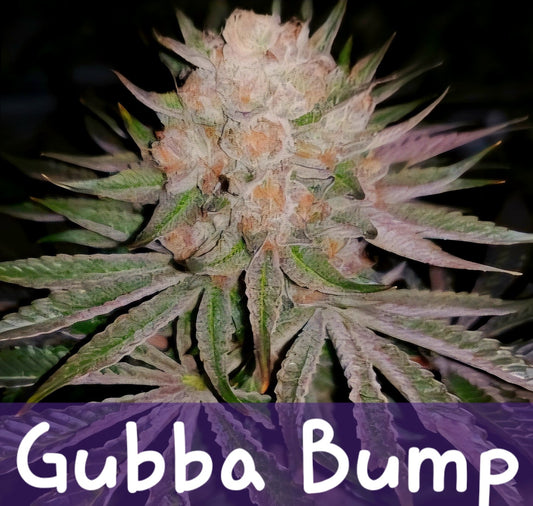 Gubba Bump