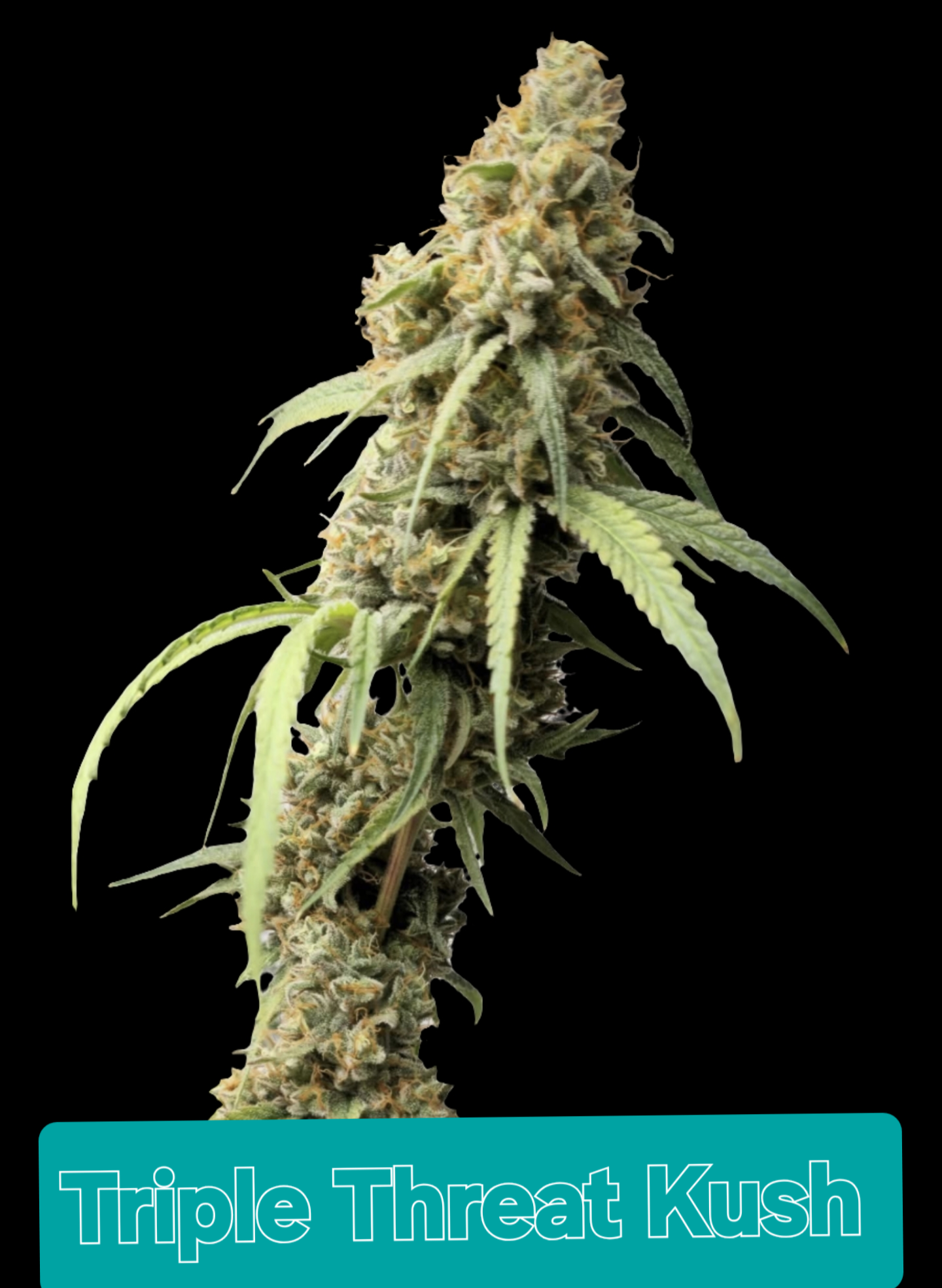 Triple Threat Kush