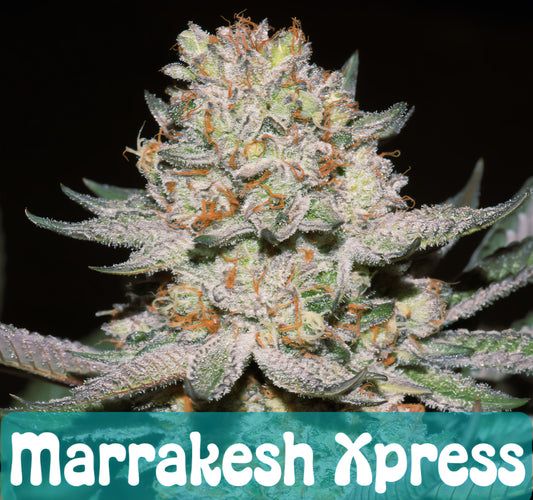 Marrakesh Xpress