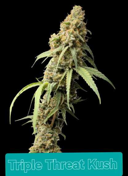 Triple Threat Kush