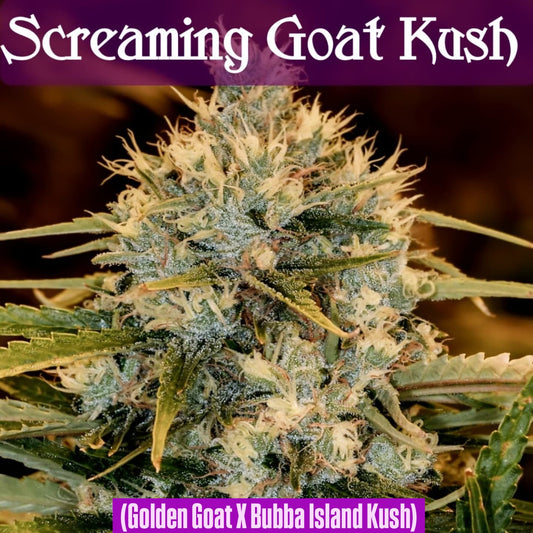 Screaming Goat Kush